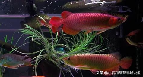 鱘龍魚可以混養嗎|史上最全的龍魚混養及混養配魚